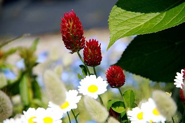 京宮津市都拈花惹草-31.JPG