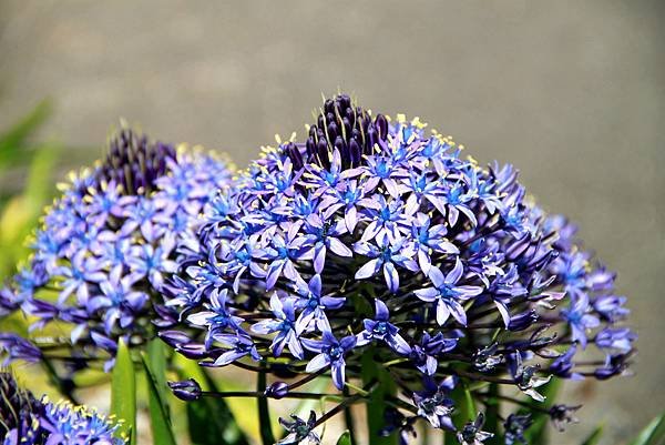 京宮津市都拈花惹草-32.JPG