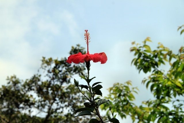 苗栗縣三義拈花惹草-106年3月22日三義一日遊