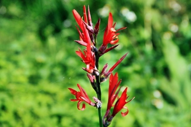 苗栗縣三義拈花惹草-106年3月22日三義一日遊