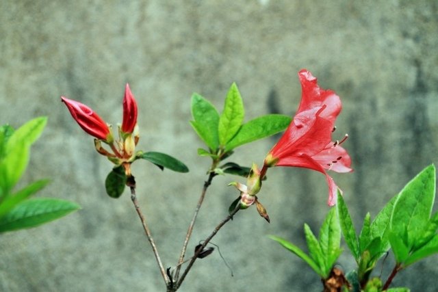 苗栗縣三義拈花惹草-106年3月22日三義一日遊