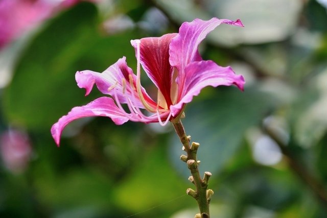 苗栗縣三義拈花惹草-106年3月22日三義一日遊