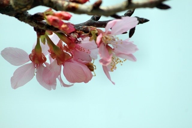 苗栗縣三義拈花惹草-106年3月22日三義一日遊