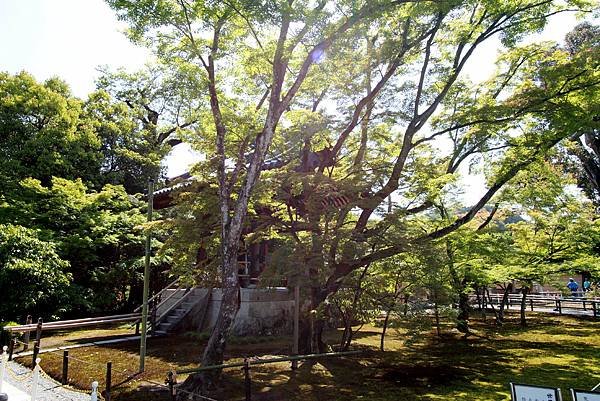 鹿苑金閣寺-8.JPG