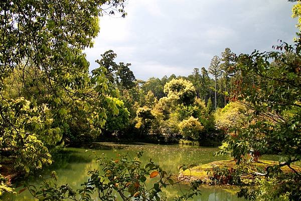 鹿苑金閣寺-42.JPG