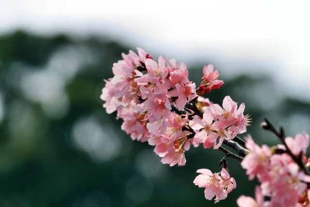 苗栗縣三義拈花惹草-106年3月22日三義一日遊