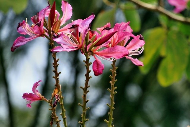 苗栗縣三義拈花惹草-106年3月22日三義一日遊