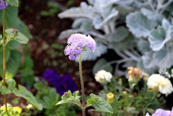 橫濱港山下公園拈花惹草-4.JPG