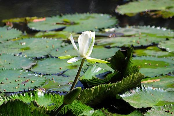 河濱公園賞蓮行-2.JPG