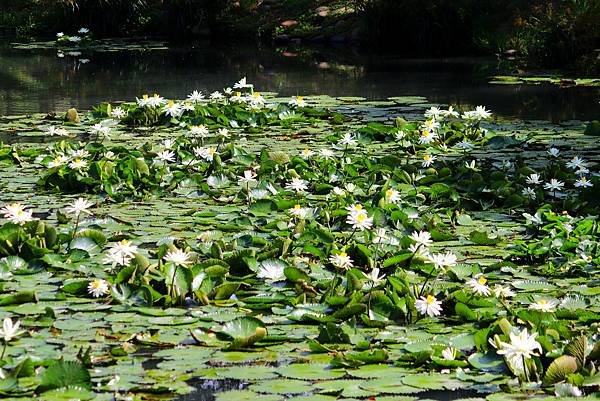 河濱公園賞蓮行.JPG