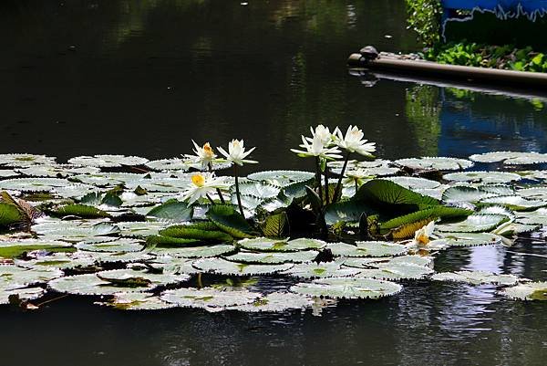 河濱公園賞蓮行-25.JPG