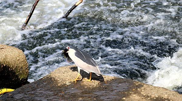 河濱鳥事-7.JPG