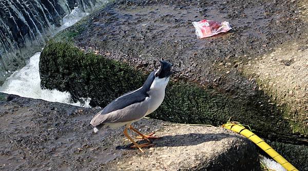 河濱鳥事-10.JPG