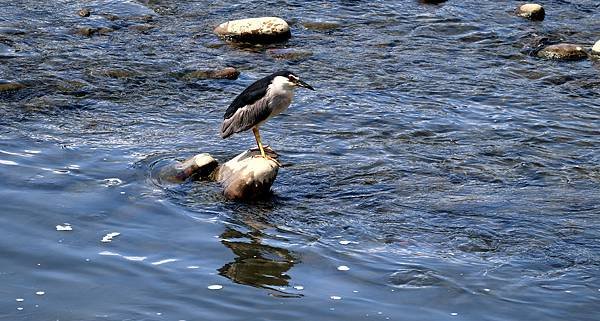 河濱鳥事-42.JPG