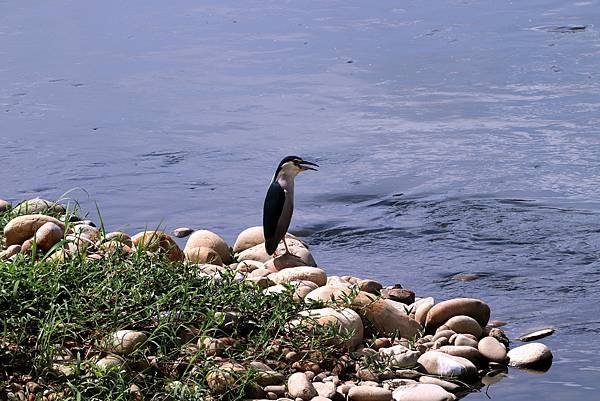 河濱鳥事-46.JPG