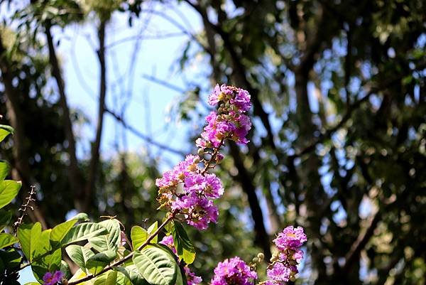 河濱公園拈花惹草-4.JPG