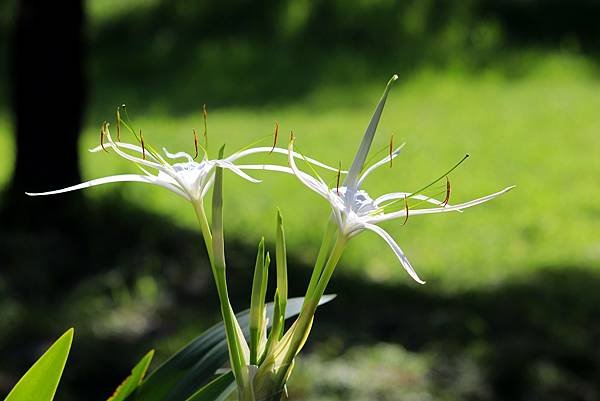 河濱公園拈花惹草-7.JPG