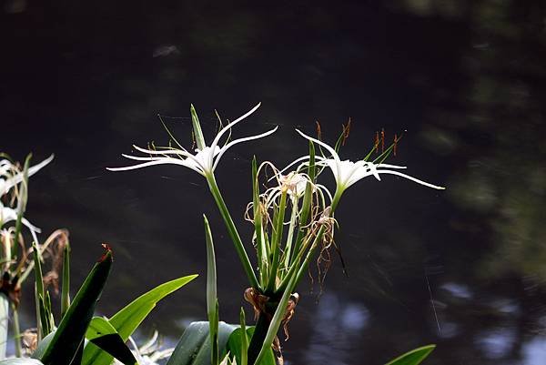 河濱公園拈花惹草-7-1.JPG