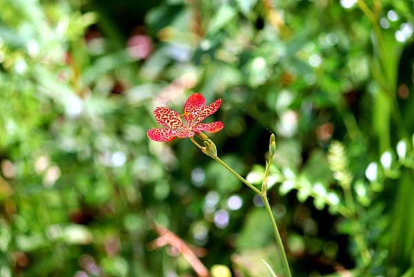 河濱公園拈花惹草-8-1.JPG