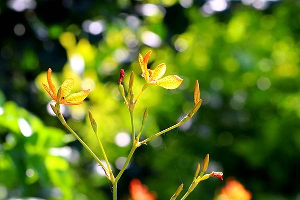 河濱公園拈花惹草-9.JPG