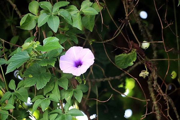 河濱公園拈花惹草-14.JPG