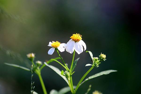 河濱公園拈花惹草-19.JPG