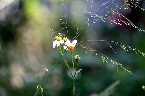 河濱公園拈花惹草-20.JPG