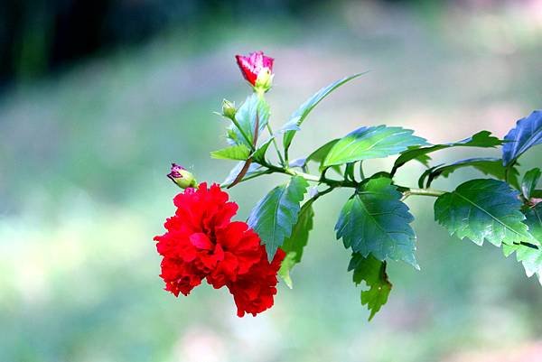 河濱公園拈花惹草-23.JPG