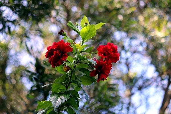 河濱公園拈花惹草-25.JPG