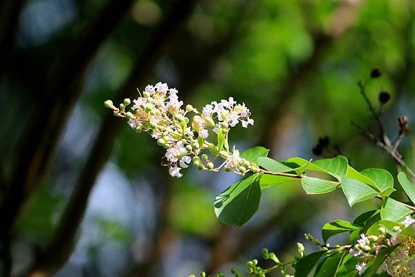 河濱公園拈花惹草-28.JPG