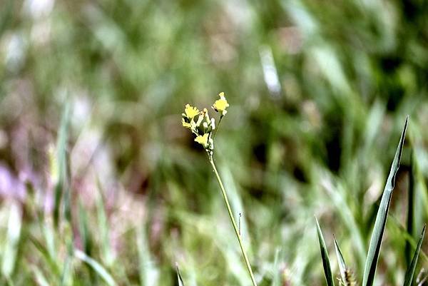 河濱公園拈花惹草-29.JPG