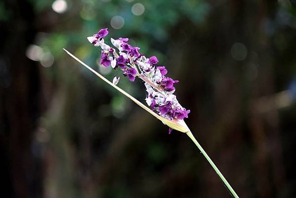 河濱公園拈花惹草-31.JPG