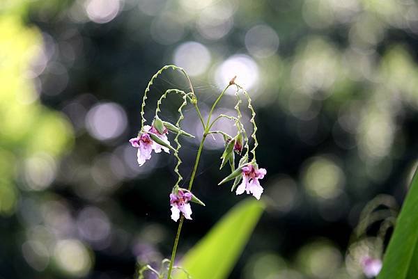 河濱公園拈花惹草-33.JPG