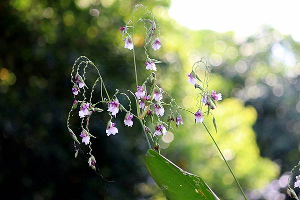 河濱公園拈花惹草-32.JPG