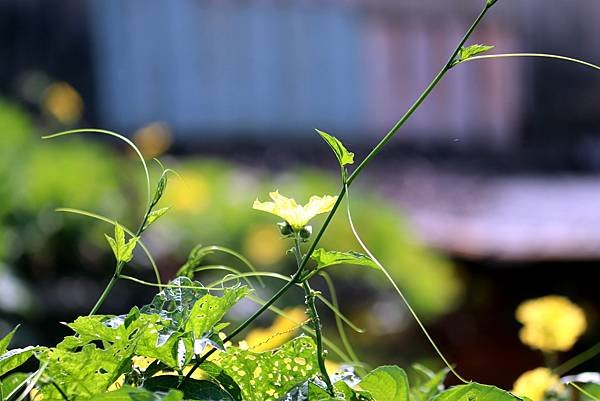 河濱公園拈花惹草-36.JPG