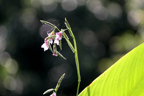 河濱公園拈花惹草-34.JPG