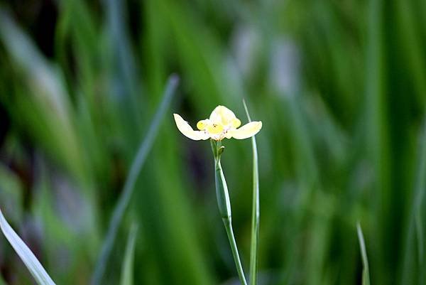 河濱公園拈花惹草-38.JPG