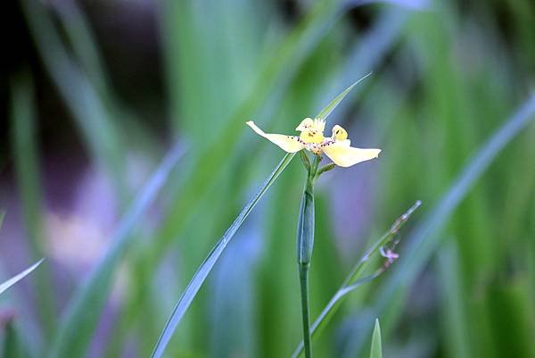 河濱公園拈花惹草-39.JPG