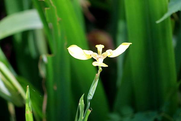 河濱公園拈花惹草-41.JPG