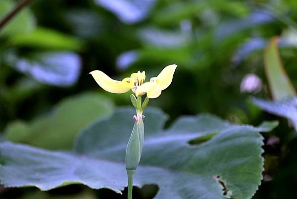 河濱公園拈花惹草-42.JPG