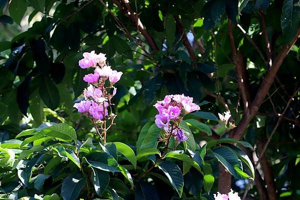 河濱公園拈花惹草-1.JPG