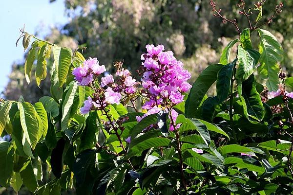 河濱公園拈花惹草-3.JPG