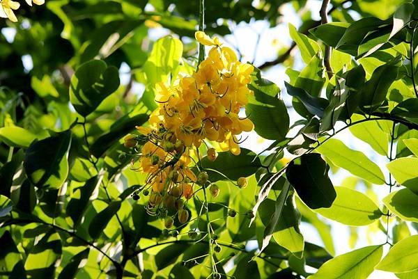 河濱公園拈花惹草-7.JPG