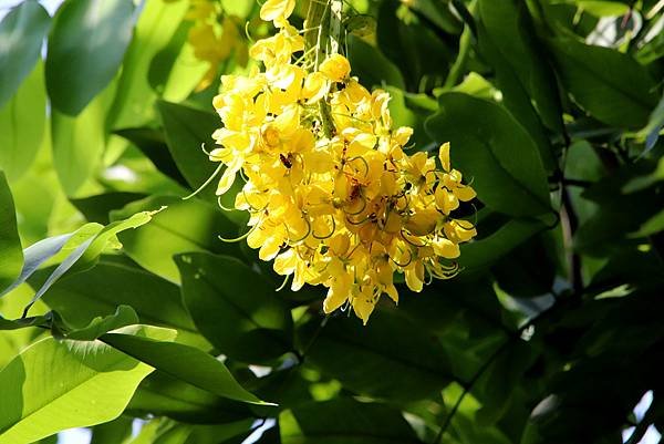 河濱公園拈花惹草-9.JPG