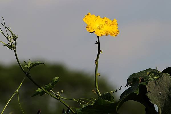 河濱公園拈花惹草-14.JPG