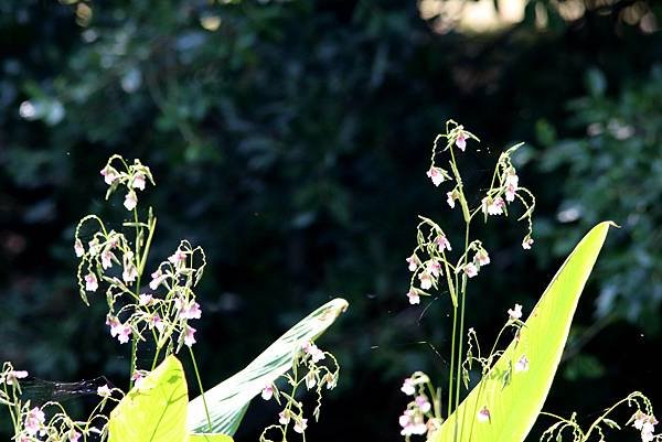 河濱公園拈花惹草-20.JPG