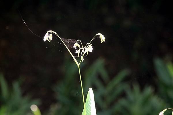 河濱公園拈花惹草-21.JPG