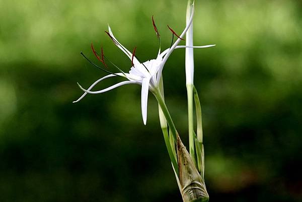 河濱公園拈花惹草-25.JPG