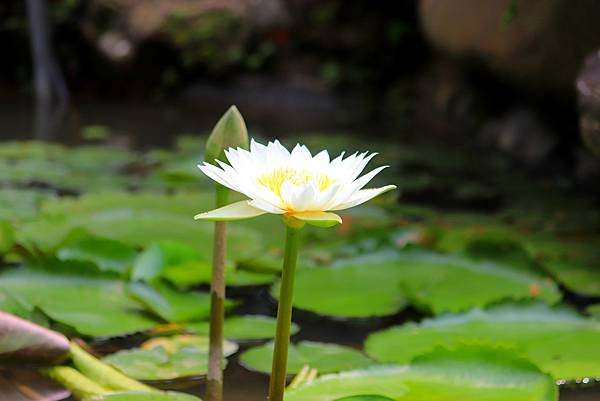 齋明寺蓮花之美-8.JPG