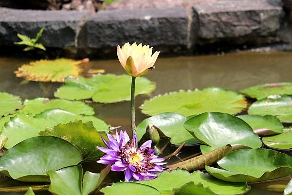 齋明寺蓮花之美-15.JPG